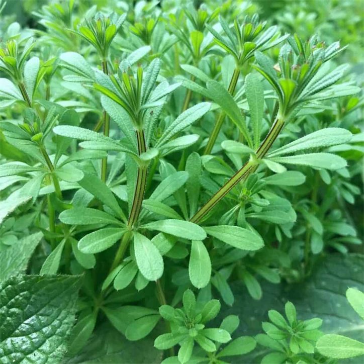 Cleavers, the roadside plant traditionally known as the lymphatic broom
