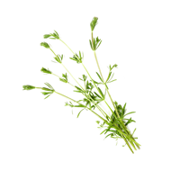 Cleavers Aerial Parts