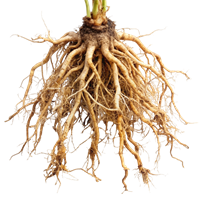 Stillingia Root